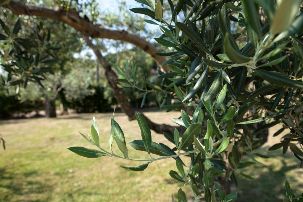 Agriturismo La Molara Sessa Aurunca Εξωτερικό φωτογραφία